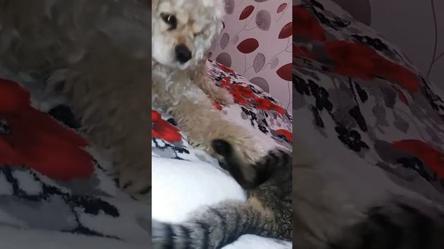 Мои любимцы😂 собака не дает спать коту😂😂 смотреть онлайн