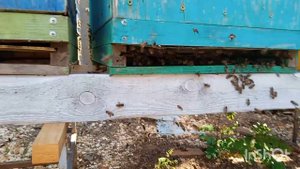 Кавказянка, роение, изоляция маток.