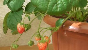 Клубника из семян - от посева до урожая в домашних условиях