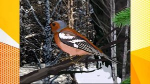 Школа Шишкиного Леса. География. Птицы смешанного леса