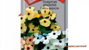 Тунбергия крылатый Смесь окрасок (smes okrasok) ? обзор: как сажать, семена тунбергии Смесь окрасок