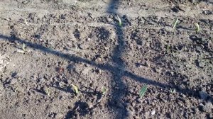 Весенняя подкормка чеснока Рокамболь и Любаша