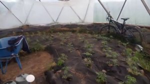 Натянул проволоку в купольной теплице