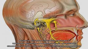 Признаки и методы лечения кохлеарного неврита