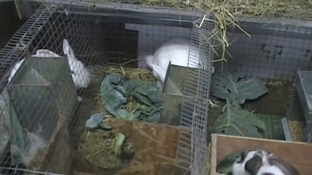 Наша жизнь: Снова в строю) ,обход хозяйства смотреть онлайн