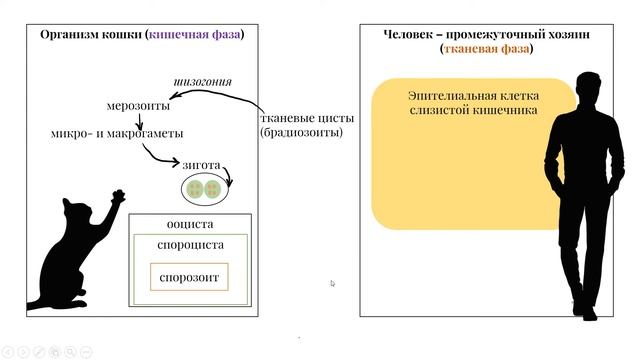 Учим цикл развития токсоплазмы смотреть онлайн