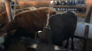 Какие Бычков Надо￼ Ставить на откорм￼￼