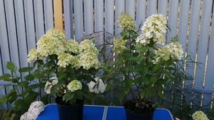 Новинки метельчатых гортензий Pandora (Пандора) и Panflora (Панфлора) из серии Pan