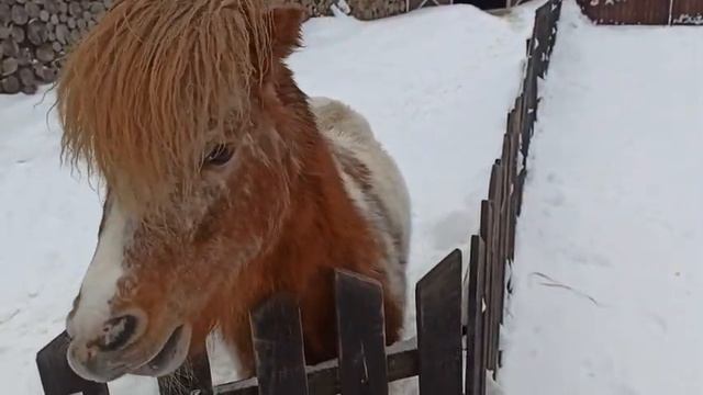 Прогулка в Эко парк на Набережной г.Петрозаводска🦊🦝🐗Карелия смотреть онлайн