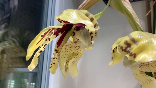 Цветение орхидеи стангопея (stanhopea tigrina) смотреть онлайн