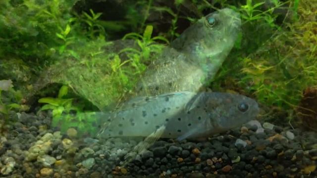 Пресноводный бычек -экзотика, экзотика. Необычные аквариумные рыбки. смотреть онлайн