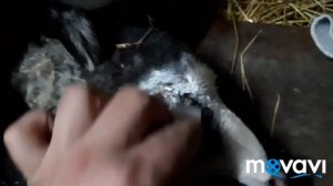 ЛЕЧЕНИЕ БЕЛЬМА У БАРАНА САХАРНОЙ ПУДРОЙ//РЕЗУЛЬТАТ 7 ДНЕЙ ЭКСПЕРЕМЕНТА.