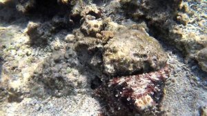 ОСЬМИНОГИ В КРАСНОМ МОРЕ| Подводная съемка в Хургаде на рифе