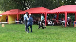 Kerry Blue Terrier (15 months): RKF Junior Champion /Керри блю терьер: юный чемпион РКФ