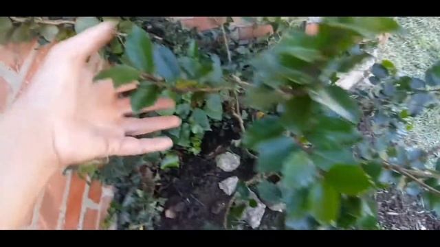 Падуб остролистный "черный принц" смотреть онлайн