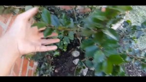 Падуб остролистный "черный принц"