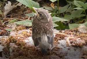 птенец, слеток, Дрозд рябинник, 26 мая 2022, Великий Новгород, Антоново