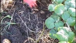 Сколько сажать картофеля по-природному. Эксперимент с 10 кустами. Верхозин Юрий