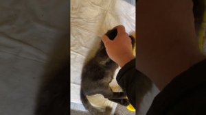 У котенка не работают задние лапы. Упражнения.