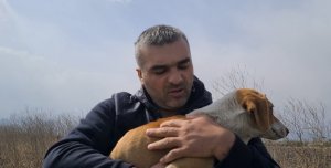 Клещи едят собаку заживо