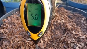 Вторая подкормка голубики,  борьба с хрущом и особенность рыхления