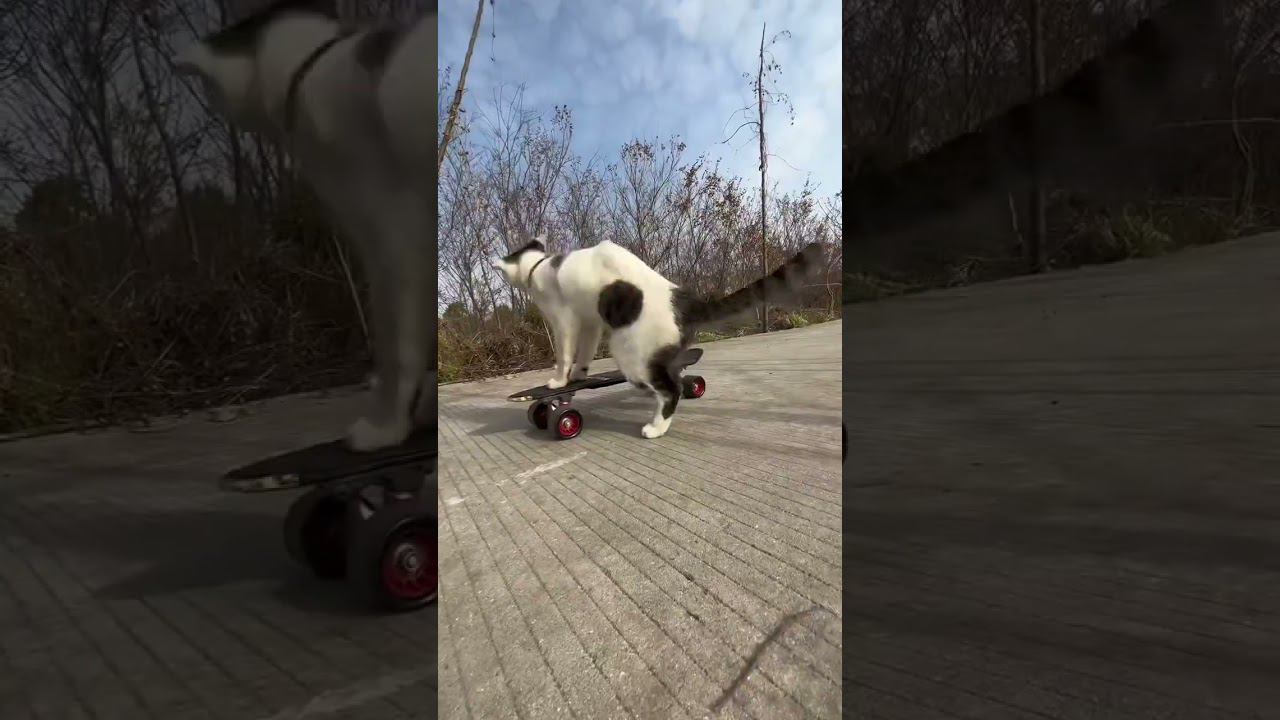 Кот скейтбординг