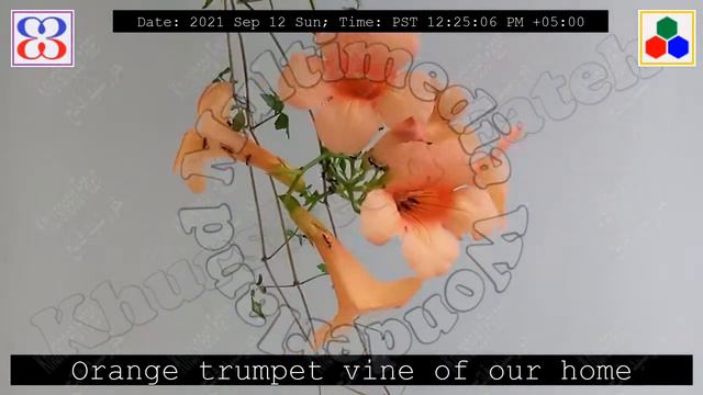 Orange trumpet vine of our home - 20210912Su122506 - Horticulture - HomeLawn