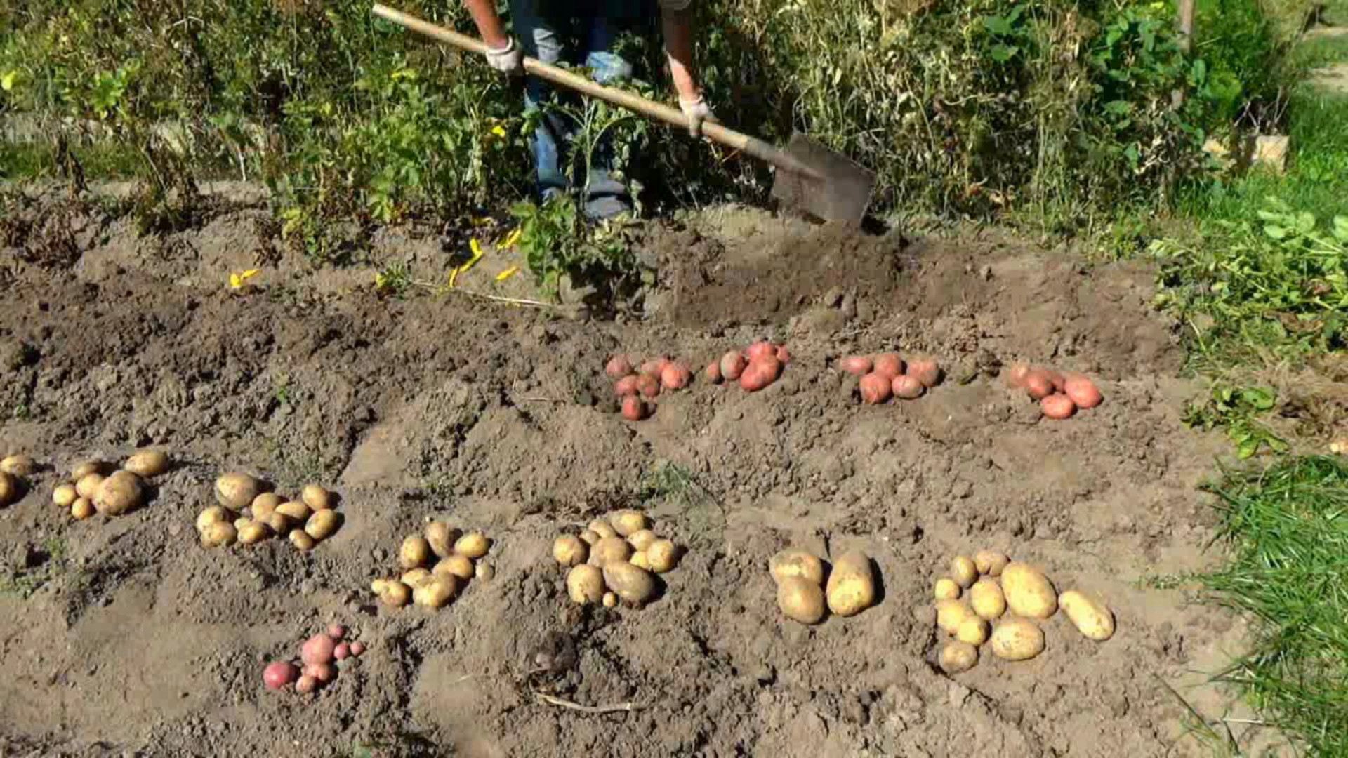 Уборка урожая картошки