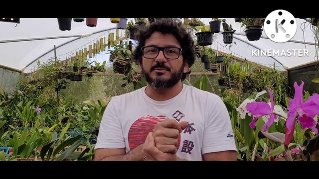 Cattleya schilleriana e uma nova variedade . смотреть онлайн