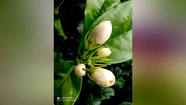 Redmi Note8 Full review ഗുണങ്ങളും ദോഷങ്ങളും ..Redmi note 8 full review malayalam смотреть онлайн