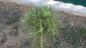 Формирование кедра