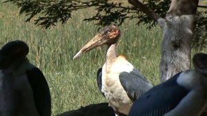 Животные Ада. 10 Самых Страшных Животных в Мире!