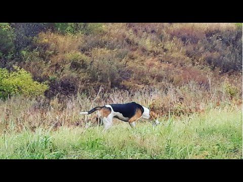 Охота на лису с гончими # 7. Опять бью мимо? Fox hunting with hound.