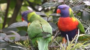 И вот промчался снова день. Минус. Родник хвалы и вдохновенья.mp4