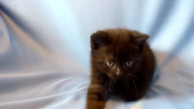 Британские котята,редкий окрас. Питомник ELENICAT*RU
