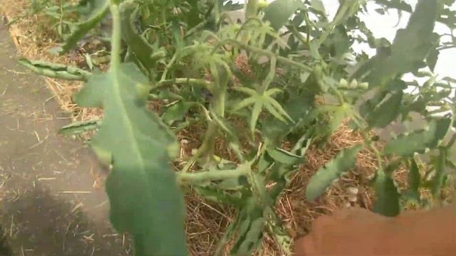 Скручиваются листья томатов. Жирование? смотреть онлайн