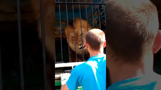 Как льва дразнят смотреть онлайн