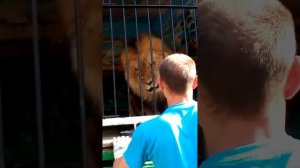 Как льва дразнят