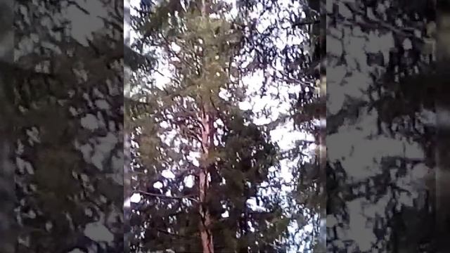 Взял глухаря, весна 2020 Кировская... Глухарь на току, весенняя охота