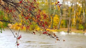 Древесно-кустарниковые композиции с рябиной станут ярким украшением ландшафта