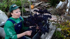Листовая капуста кале: посадка, сроки, уход и советы по выращиванию