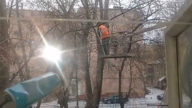 БЕРЕГИТЕ ДЕРЕВЬЯ. Как пилят деревья. Верните нам свежий воздух!