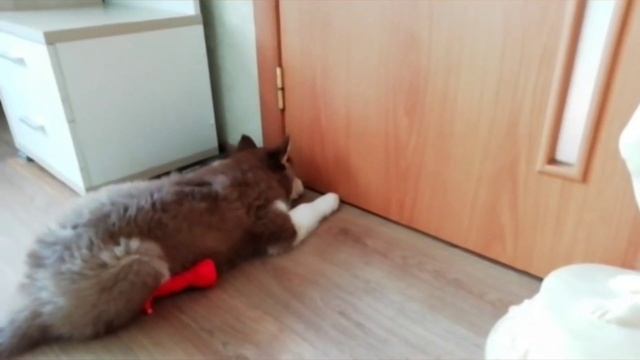 коричневый щенок хаски Шанель . Как она менялась с рождения до 2 месяцев смотреть онлайн