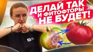 ПОСЛЕ ЭТОГО ТОМАТЫ НЕ ЗАБОЛЕЮТ! Профилактика болезней томатов