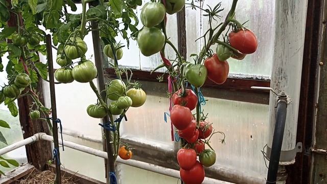 Обзор и дегустация томата Микадо Сибирико. смотреть онлайн