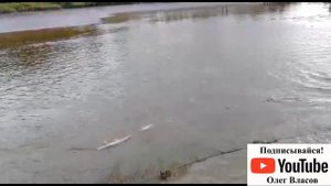 Как приготовить карпа - мой любимый рецепт карпа