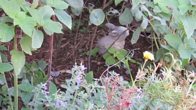 Garden Scroll Thinking Ahead for What's Ahead смотреть онлайн