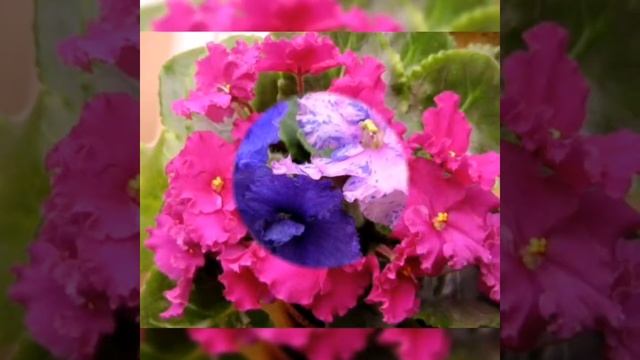 Как заставить фиалку цвести шапкой. смотреть онлайн