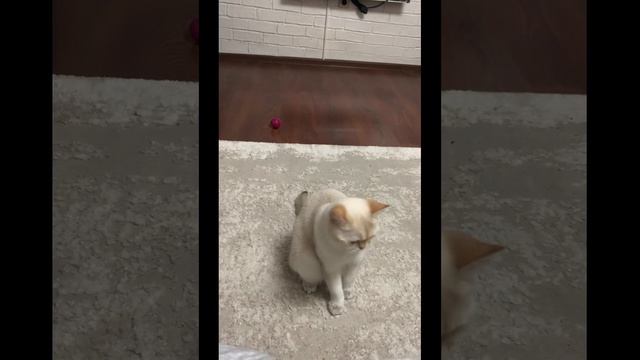 Выставочный номер – 19, выставочный класс - 09С Лилит Гранд Плеже смотреть онлайн