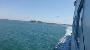 Чайка нападает на человека